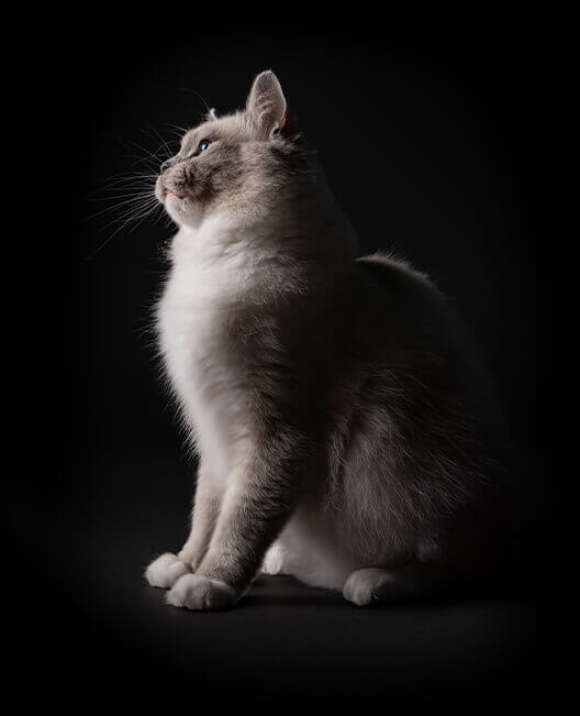 Bild einer Katze