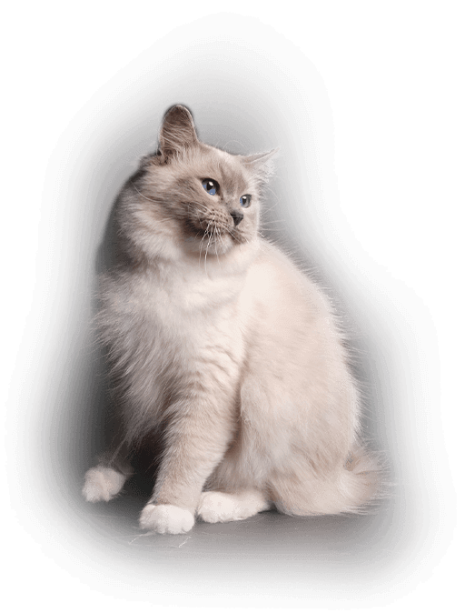 Bild einer Katze