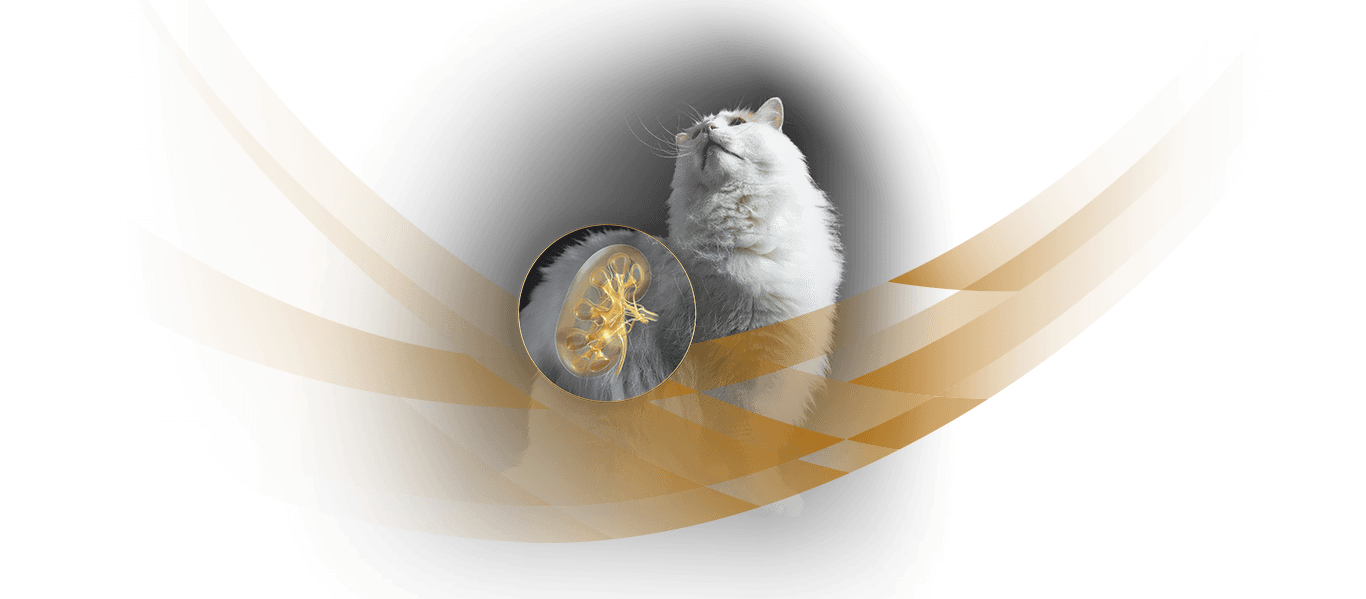 Illustration of a cat kidney and a white cat on a dark background, showing Purina Pro Plan Veterinary Diets NF Renal.