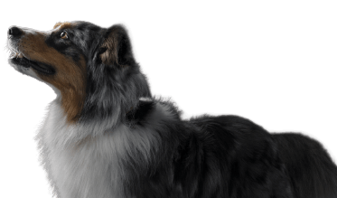 Blue-Merle-Australian-Shepherd-Hund, der nach oben schaut.
