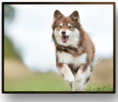 Hund