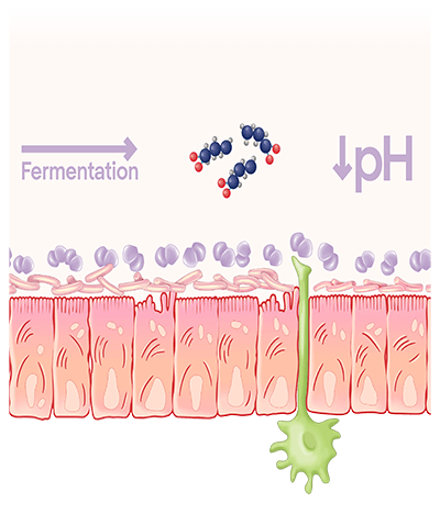 Schema des Darmmikrobioms mit Fermentation nutzlicher Bakterien und verringertem pH Wert