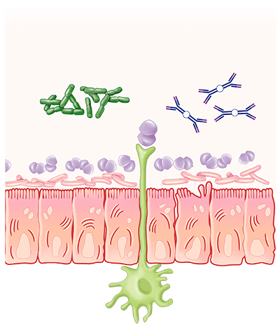 Schema des Darmmikrobioms mit Bakterien, Immunzellen und Antikorpern an der Darmwand