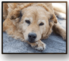 Hund
