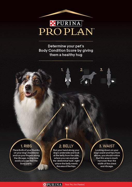 Score-Chart für den Körperzustand von Hunden