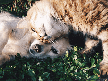 Katze entspannt auf einem grünen Rasen und bewirbt das E-Learning-Modul zum Ernährungsmanagement bei chronischer Nierenerkrankung.