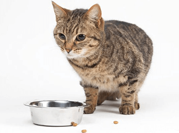 Eine Katze in der Nähe ihres Futternapfs, die die retrospektive Studie über das Überleben von Katzen mit erworbener chronischer Niereninsuffizienz (CNI) hervorhebt.
