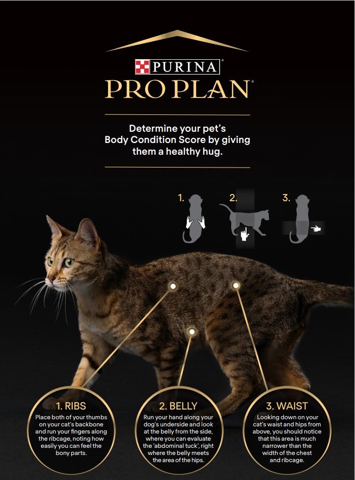 Körperzustands-Score-Chart Katze