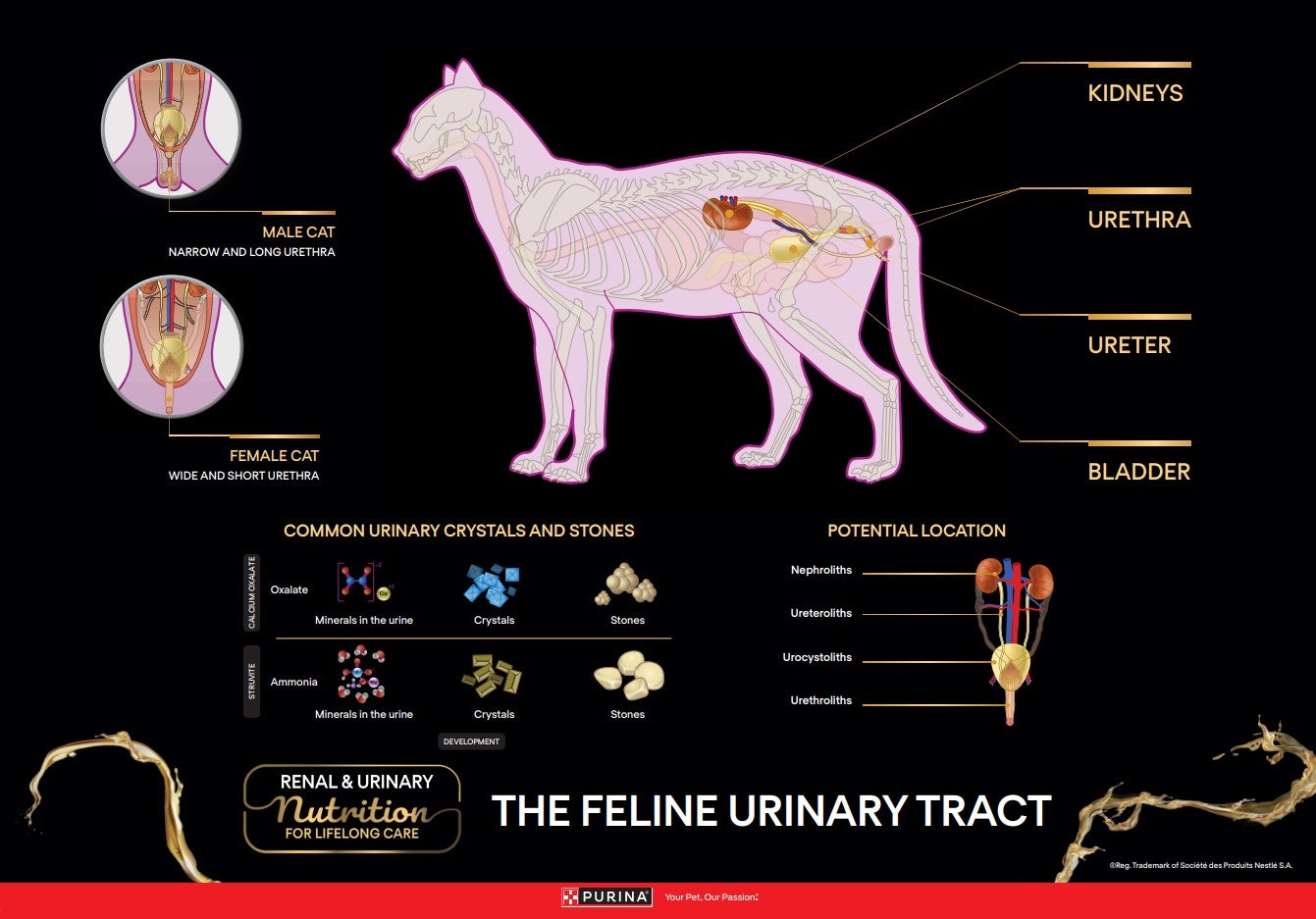 Urinanatomie-Plakatkatze