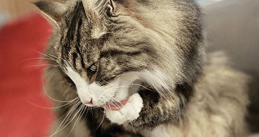 Réduction du Fel d 1 actif sur le pelage du chat grâce à un anticorps IgY anti-Fel d 1 issu de l'œuf