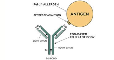 Études de sécurité multi-niveaux de l'ingrédient anti-Fel d 1 IgY dans l'alimentation pour chat