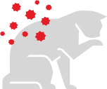 Tous les chats produisent un allergène commun, le Fel d 1, dans leur salive