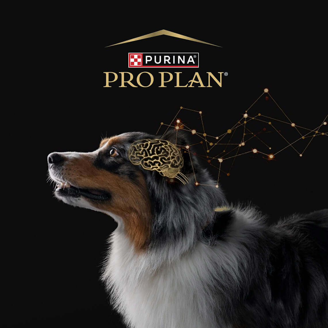 Chien en profil avec illustration du cerveau et logo Purina Pro Plan sur fond noir
