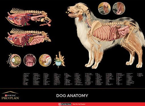 Poster zur Hundeanatomie mit Organen