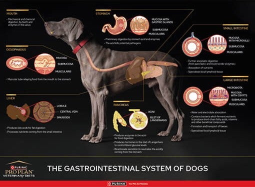 Poster zum Verdauungssystem des Hundes