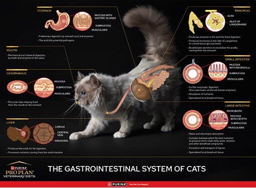 Katzen-GI-Poster