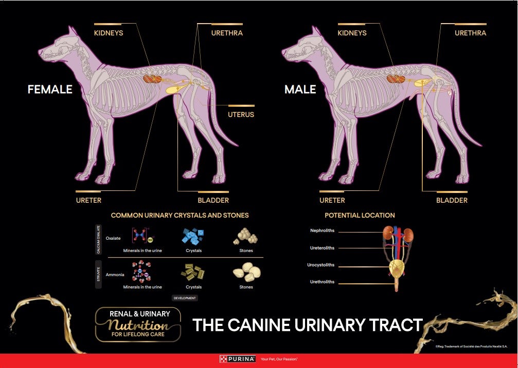 Poster de l’anatomie urinaire canine