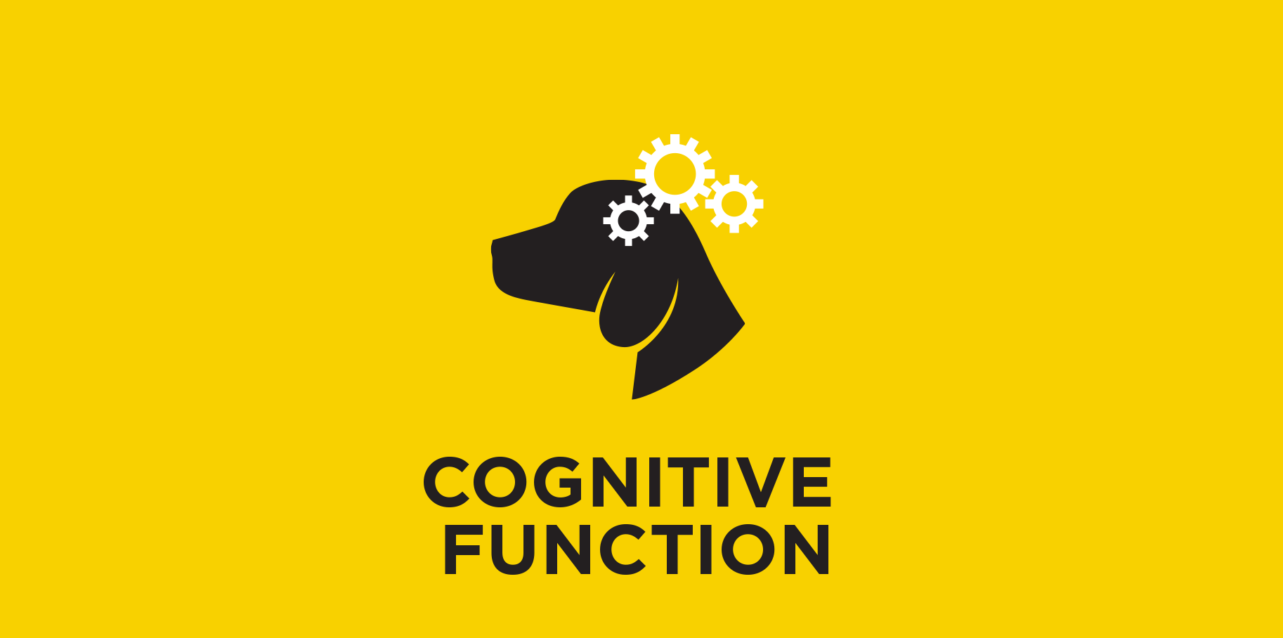 Kognitive Funktion