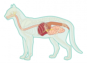 Allergic Gastroenteritis/Inflamatory Bowel Disease & Chronic Kidney Disease– Feline header image