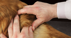 Vitamin A-responsive dermatosis in the dog. news image