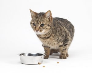 Retrospective study of the survival of cats with acquired chronic renal insufficiency offered different commercial diets. header image