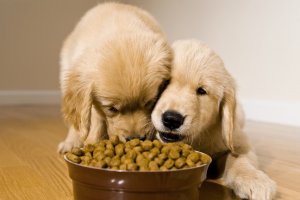 A high-protein, high-fiber diet designed for weight loss improves satiety in dogs. header image