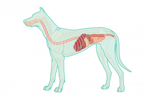 Treatment of gastrointestinal disease in the dog and cat. header image