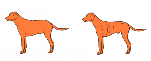 Evaluation of weight loss protocols for dogs. header image