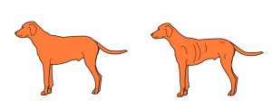 Development And Validation Of A Body Condition Score System For Dogs header image