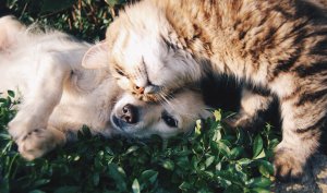 Nutritional care for aging cats and dogs. header image