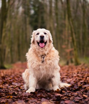 Effects of Weight Loss on Heart Rate Normalization and Increase in Spontaneous Activity in Moderately exercised Overweight dogs header image