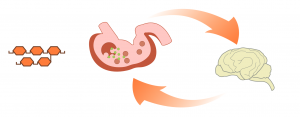 Gastric distension is a physiologic satiety signal in the dog. header image