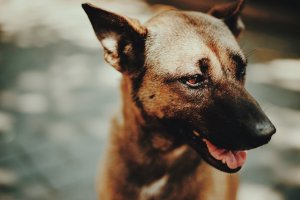 Allergic Dermatitis – Canine header image