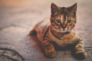 Allergic Dermatitis – Feline header image