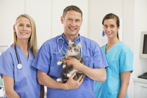 Critical Care Nutrition – Feline Hepatic Lipidosis header image