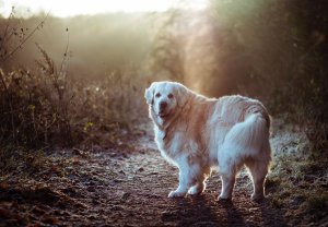 Overweightedness/Obesity – Canine header image