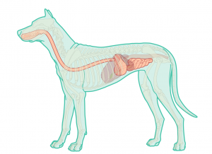 Small Bowel diarrhoea – Canine header image