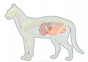 Small Bowel diarrhoea – Feline header image