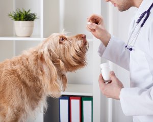 Exocrine Pancreatic Insufficiency – Canine header image