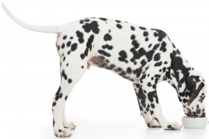 Hepatic Encephalopathy – Canine header image