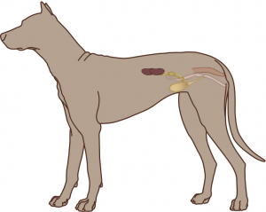 Chronic Kidney Disease – Canine header image