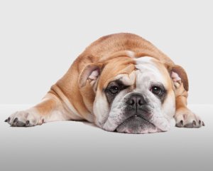 Understanding and managing obesity in dogs and cats. header image