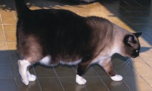 Chronic Kidney Disease & Obesity – Feline header image