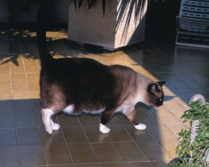 Struvite Urolithiasis & Obesity – Feline header image