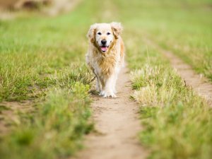 Osteoarthritis – Canine header image