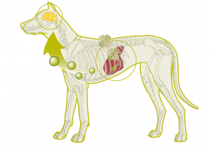 Effect of dietary protein on symptoms and survival in dogs with an Eck fistula.  header image