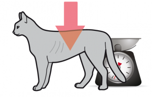 Increased dietary protein promotes fat loss and reduces loss of lean body mass during weight loss in cats.  header image