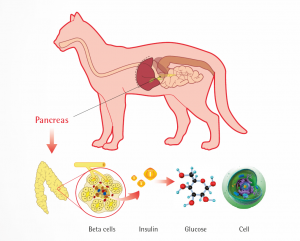 Use of a high-protein diet in the management of feline diabetes mellitus. header image