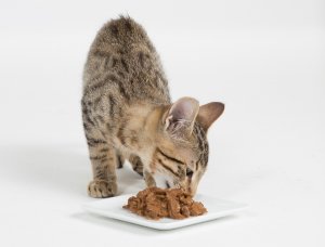Prevalence and causes of food sensitivity in cats with chronic pruritus, vomiting or diarrhoea. header image