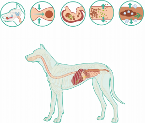 Dietary trial using a commercial hypoallergenic diet containing hydrolyzed protein for dogs with inflammatory bowel disease. header image